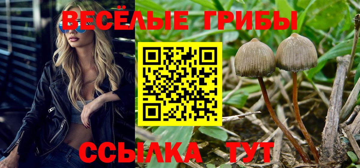 Галлюциногенные грибы Psilocybe  Псилоцибиновые грибы Psilocybe  Балашиха 